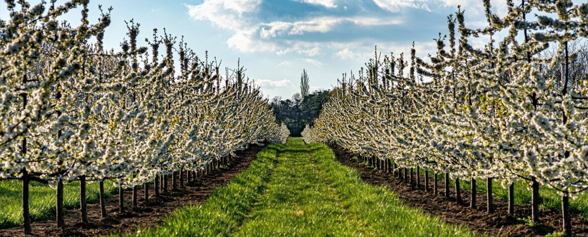 beautiful-view-of-the-rows-of-flowering-trees-in-t-2023-11-27-05-36-04-utc-min