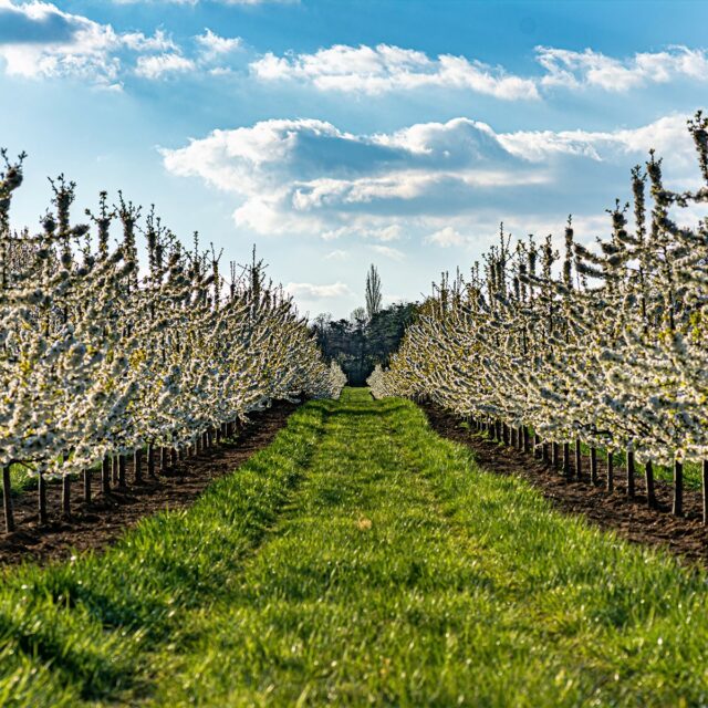 beautiful-view-of-the-rows-of-flowering-trees-in-t-2023-11-27-05-36-04-utc-min