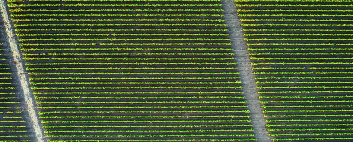 beautiful-vineyard-field-from-top-2023-11-27-05-33-15-utc-min