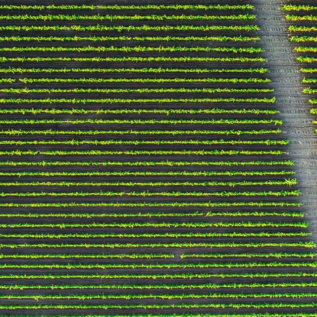 beautiful-vineyard-field-from-top-2023-11-27-05-33-15-utc-min