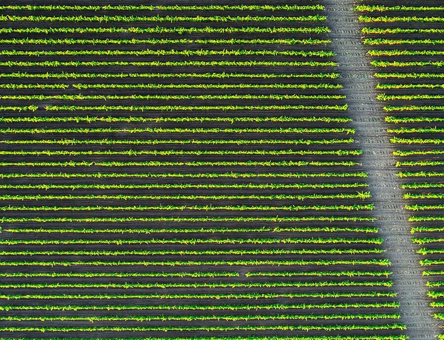beautiful-vineyard-field-from-top-2023-11-27-05-33-15-utc-min
