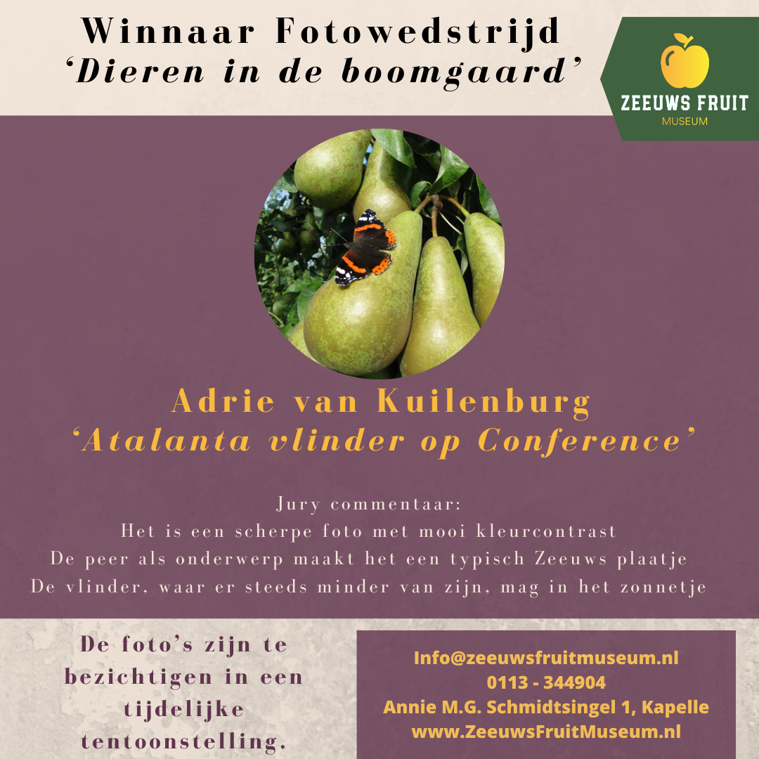 Fotos-Fotowedstrijd