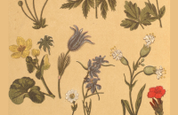 Botanis Tekenen